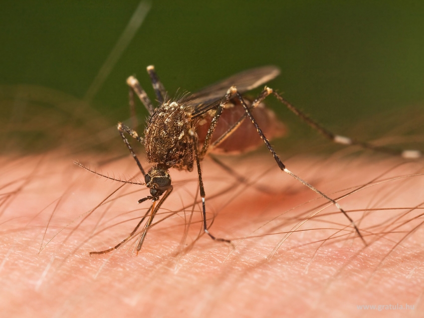 Értesítés légi szúnyoggyérítésről