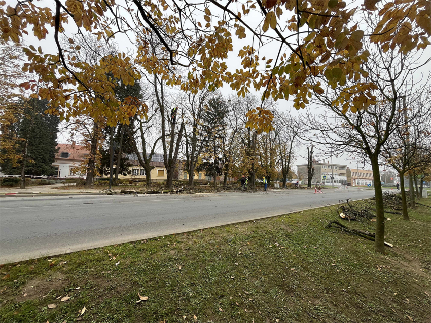 Megkezdődtek a faápolási munkálatok