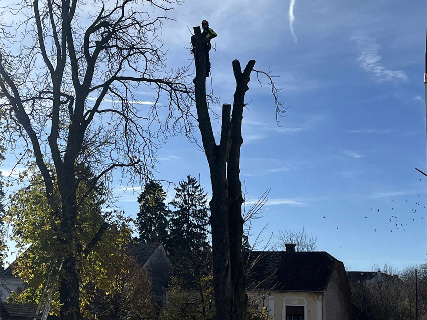 Folytatódtak a parkgondozási feladatok a Széchenyi téren